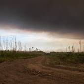 Fargo Burned Forest