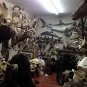 Bud Jones Taxidermy Wildlife Museum
