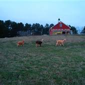 Red Barn Farm