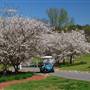 Peachtree City
