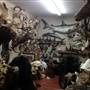 Bud Jones Taxidermy Wildlife Museum