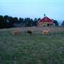 Red Barn Farm