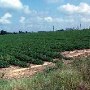 Pinehurst Roads and Crops