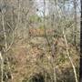 Clay County Forest