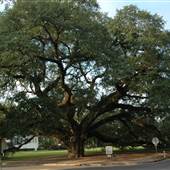Big Oak Tree