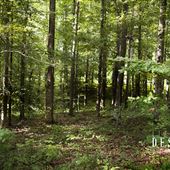 Schubert Property