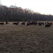 Bison farm and Historic Sanders Mill