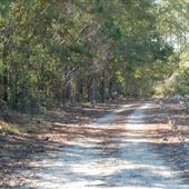 Purvis cotton path