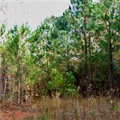 80-acre Tract