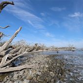 Jekyll Island - Driftwood Beach