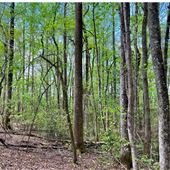 100 Acres of Country Land