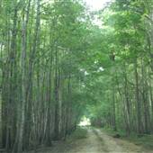 Lacksen Tree Farm