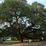 Big Oak Tree