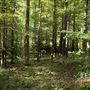 Schubert Property