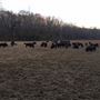Bison farm and Historic Sanders Mill