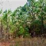 80-acre Tract