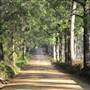 Canopy Road