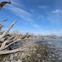 Jekyll Island - Driftwood Beach