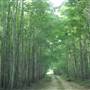 Lacksen Tree Farm