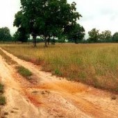 Stewart Pecan Grove