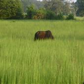 Johnson Farmland