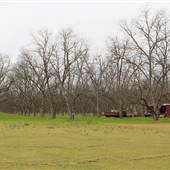 Pecan Orchard