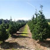 Brewers Christmas Tree-Blueberry Farm