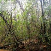 Griffin Bamboo Forest