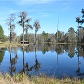 Live Oak Plantation