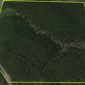 40 Acre Woods