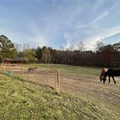 Tartan Farm