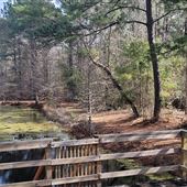 Ponds and Swamp