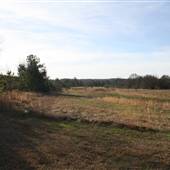 High Point Quail