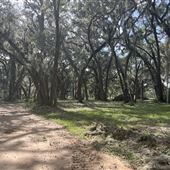 5 acres of live oak tree canopies w/pond