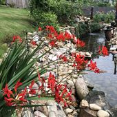 William’s backyard