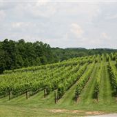 Yonah Mountain Vineyards