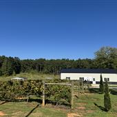 Wandalands Vineyard and Orchards