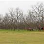 Pecan Orchard