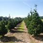 Brewers Christmas Tree-Blueberry Farm