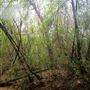 Griffin Bamboo Forest