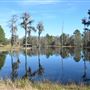 Live Oak Plantation