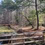 Ponds and Swamp
