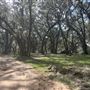 5 acres of live oak tree canopies w/pond