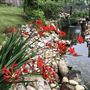 William’s backyard