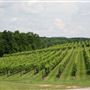 Yonah Mountain Vineyards