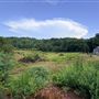 Secluded Acreage with old barn and ponds