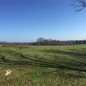 Old Peach Orchard