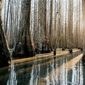 Cypress Hollow