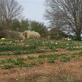 The Potting Shed Nursery