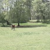 Beautiful 22 acre horse farm